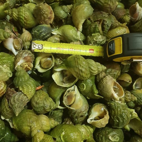 Whelk from 노르웨이 supplied by CTLE Seafood, Inc. - Excellent Quality 냉동 기타 조개