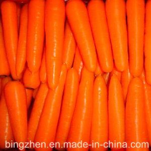 Fresh Carrot from China supplied by Jining Bingzhen International Trade Co., Ltd. - Conventional Fresh Carrot