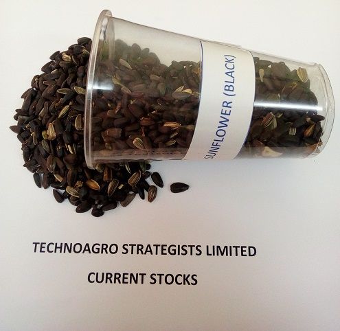 Sunflower Seeds from Tanzania supplied by TechnoAgro Strategists Limited. - Hulled Sunflower Seed