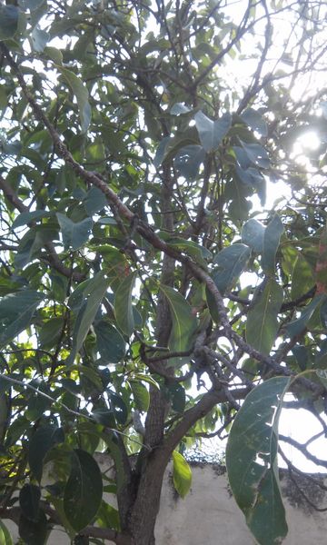 Fresh hass avocado from Netherlands supplied by Nature life fruit BV - Conventional Fresh Avocado