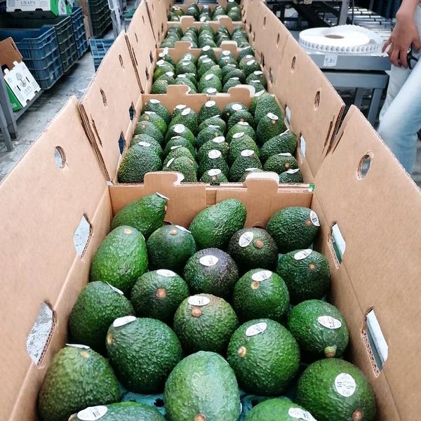 Fresh Whole Avocado from 멕시코 supplied by Urapa Produce LLC - 짙은 녹색 신선 아보카도