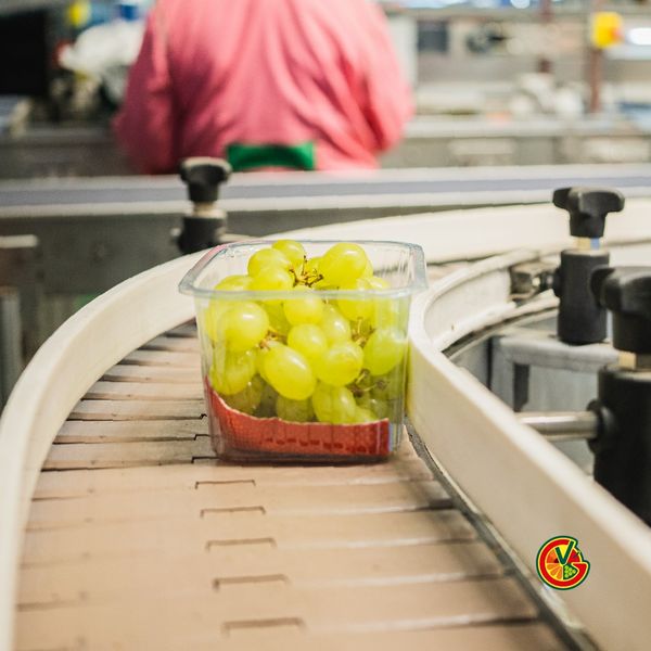 Grape from Italy supplied by Giacovelli srl - Green (=Unripe=Sour) Fresh Grape