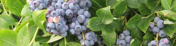 Blueberry from United States supplied by Gingerich Farms Products, Inc. - Dark Blue Fresh Blueberry