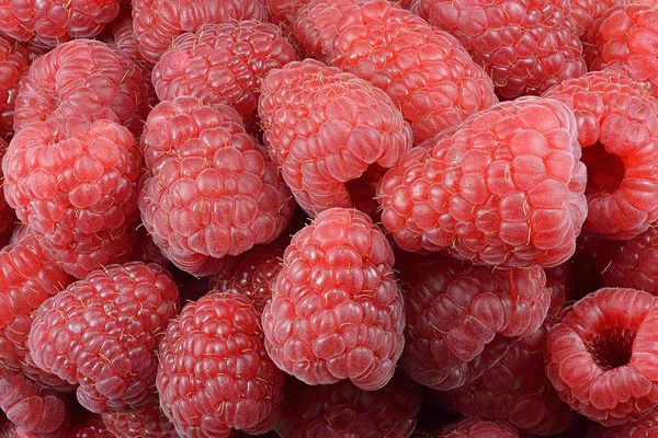 Raspberry from 독일 supplied by Zimmermann GbR - 적양배추 신선 라즈베리