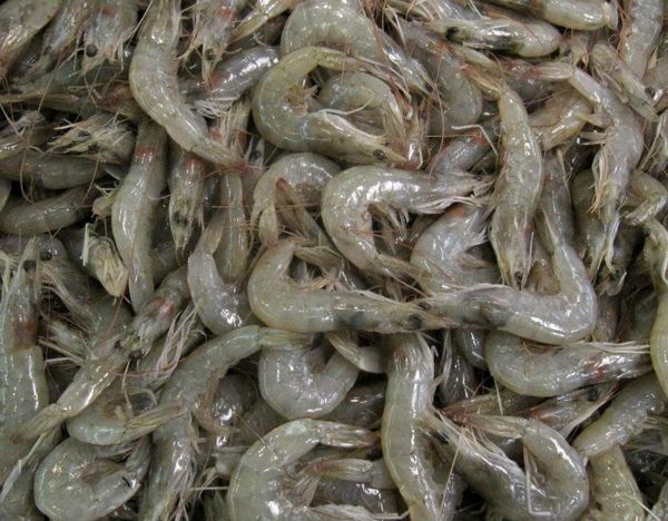 Fresh Water Shrimp from Bangladesh supplied by STAR SEA FOOD IND. LTD. - Shell On (=Unpeeled) Fresh Common Shrimp & Prawn