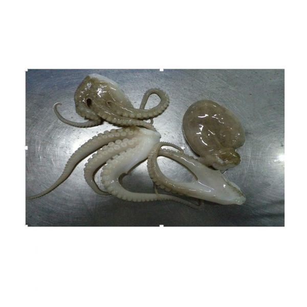 Octopus from 스리랑카 supplied by P.N. Fernando & Company (Pvt) Ltd. - Fresh (=Chilled=Raw) 냉동 문어