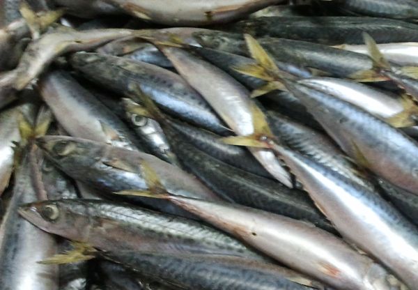 Frozen Mackerel from Portugal supplied by Isidro from E. Martins, Lda. - Jack Mackerel - Mediterranean Horse Mackerel (=Trachurus mediterraneus) Frozen Mackerel