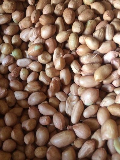 Peanut from 남아프리카공화국 supplied by Akfa Foods - Peeled 땅콩 알맹이