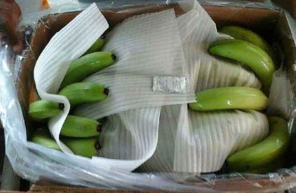 Banana from 인도 supplied by Tidal imports & Exports - Green 신선 바나나