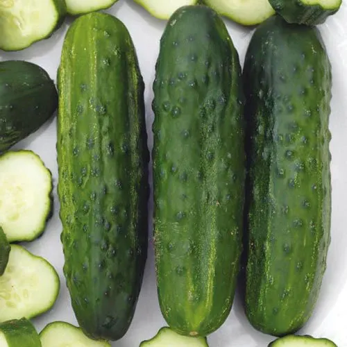 Fresh Whole Cucumber from 벨라루스 supplied by Concern Brestmiasomolprom, S.A. (Holding Managing Company) - Whole 신선 오이