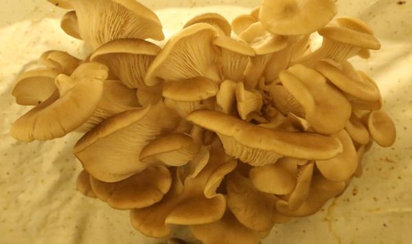 Fresh Oyster Mushroom from 카타르 supplied by Paramount Agricole - White Oyster Mushroom (=Pleurotus florida) 느타리버섯