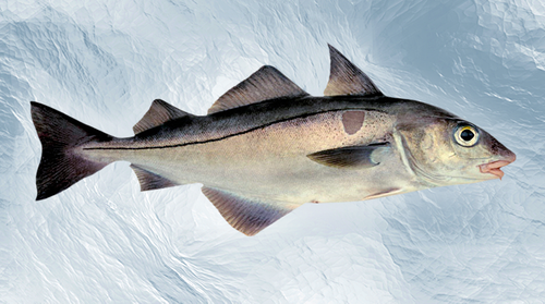 Fresh Haddock from Norway supplied by NORDIC WILDFISH AS - Fresh (=Chilled=Raw) Frozen Haddock