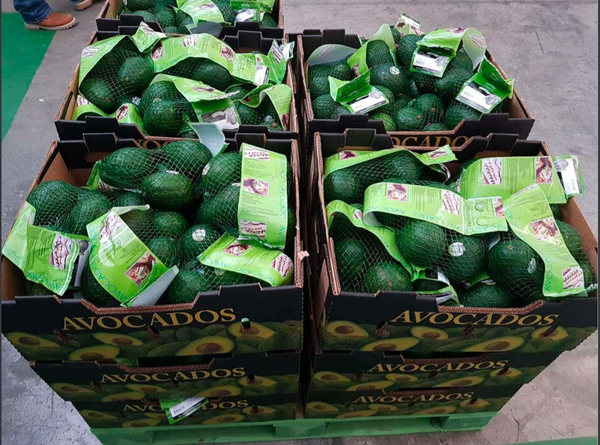 Fresh Avocado from 멕시코 supplied by MexWorld Consulting - Hass 신선 아보카도