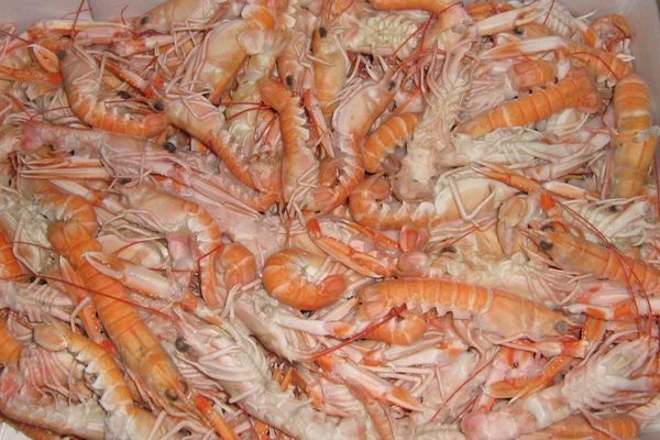 Scampi from 영국 supplied by Pescafish Ltd - Whole 신선 랍스터