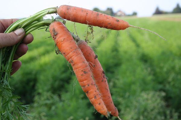 Fresh Organic Carrot from Germany supplied by Biohof Meyer to Theenhausen - Orange Fresh Carrot