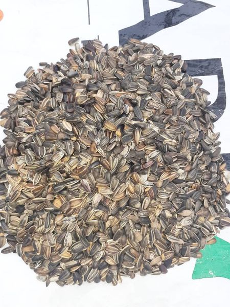 Sunflower Seeds from Nigeria supplied by TROPICAL PLANTS (NIG) LIMITED - Unhulled Sunflower Seed