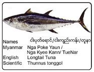 Longtail Tuna from 미얀마 [버마] supplied by Chan Myae Yoma Company Limited - Longtail Tuna (=Thunnus tonggol) 참치