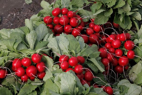Fresh Radish from Germany supplied by Gemüsering Südhessen GmbH - Cherry Radish (=Raphanus sativus L. var. radculus pers) Radish