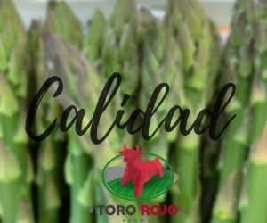 Fresh Green Asparagus from 멕시코 supplied by TORO ROJO FARMS - Conventional 신선 아스파라거스