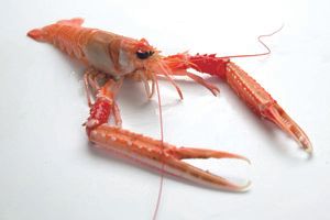Langoustine from 영국 supplied by Scot West Seafoods Ltd. - Live 신선 랍스터
