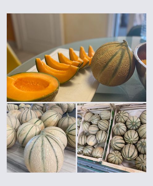 Fresh Melons from 프랑스 supplied by Celestial Melons - Ste Gemme la Plaine - Round 신선 멜론(머스크 멜론)