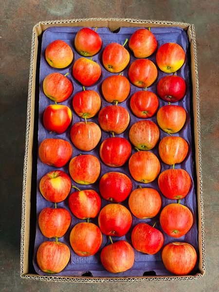 Fresh Red Delicious-Gala Apple from 튀르키예 supplied by HATTİ TEKNOLOJİ DANIŞMANLIK SAN. VE TİC. A.Ş - Dessert Apple 신선 사과