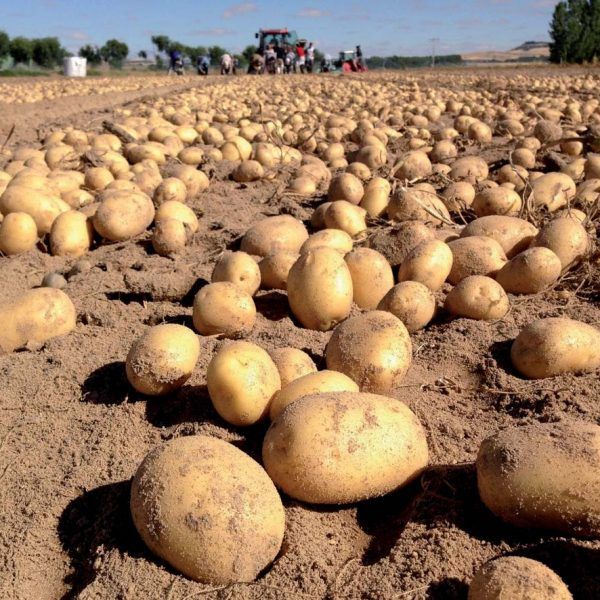 Fresh Potato from Spain supplied by Cosafra - Brown Fresh Common Potato