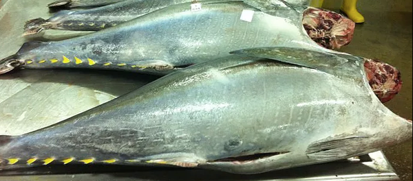 Fresh Tuna Sashimi Grade from 스페인 supplied by Moalia - HG (=Headed and Gutted) 참치