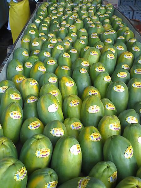 Papaya from 콜롬비아 supplied by Frutas Selectas del Valle - Whole 신선 파파야