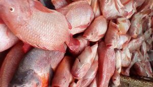 Red Tilapia from 콜롬비아 supplied by Comepez S.A. - 레드 틸라피아 냉동 틸라피아