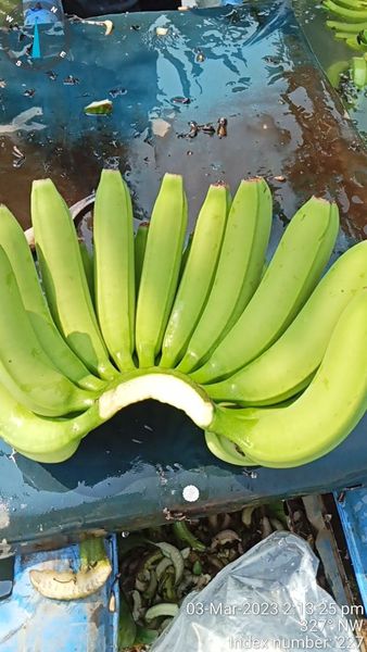 Fresh Cavendish Banana from 인도 supplied by SAI FRESH FOOD EXIM - 자이언트 캐번디시 신선 바나나