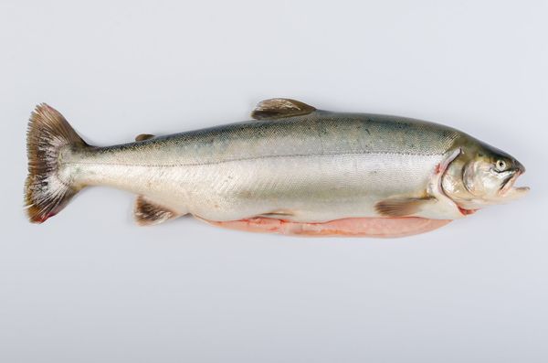 Fresh Rainbow Trout from 아이슬란드 supplied by Matorka - Whole (=In The Round) 냉동 송어