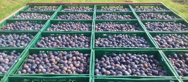 Fresh Plum from 독일 supplied by Fahner fruit e. G. - Purple 신선 자두