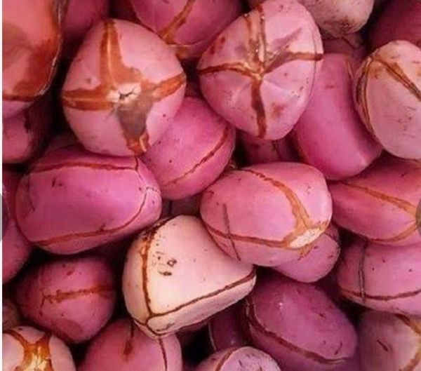 Kola nut from 나이지리아 supplied by REGAL MIEN AND SIGNATURES LTD - Organic 견과 스낵