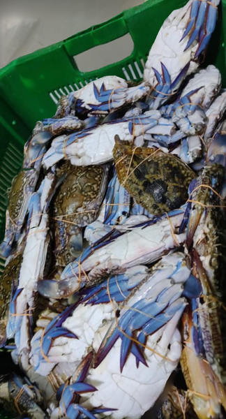 Fresh Crab from Sri Lanka supplied by Aloy Expo Ltd. - Swimming crab - Blue Swimming Crab (=Portunus pelagicus=Portunus armatus=Blue Swimmer Crab=Blue Manna Crab=Flower Crab) Frozen Crab