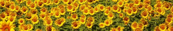 Sunflower Seed from 스페인 supplied by Semillas Columbia, S.A. - For Seed 해바라기 씨