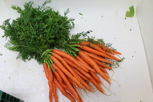 Carrot from Netherlands supplied by Agf online - Orange Fresh Carrot