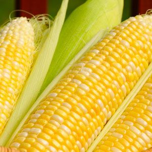 Whole Corn from 인도 supplied by Metco Export International - Dried 옥수수