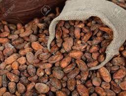 Cocoa Beans from 코트디부아르 supplied by Jacoebis Global Technologies - Mesh Bags (50kg) (=Net) 코코아콩