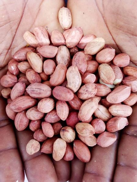 Peanut from 나이지리아 supplied by Revv Global Services Limited - Conventional 땅콩 알맹이