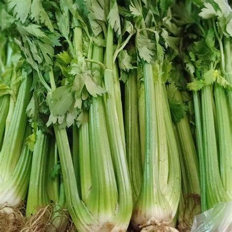 Fresh Celery from 폴란드 supplied by POLSWEET Sp. z o.o. - Green 신선 셀러리
