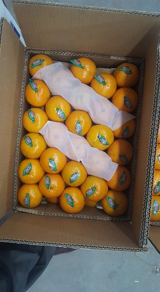 Pakistani Kinnows from Pakistan supplied by 5P's International - Bulk (Bulk in Container or Bulk in Vessel) Fresh Mandarin