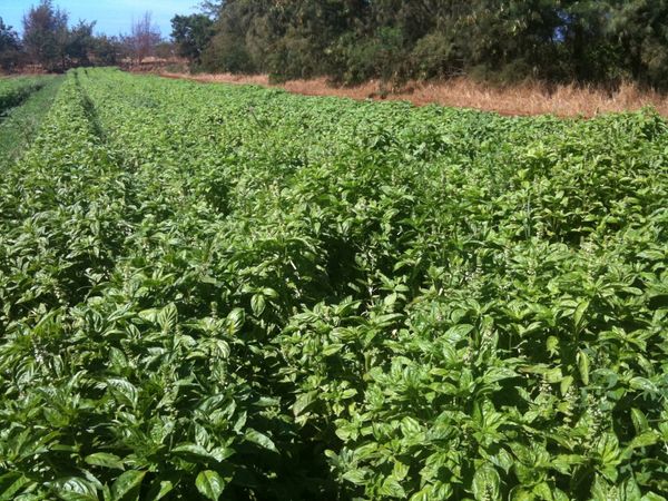 basil from 이집트 supplied by Altayeb Company - Brown 허브 블렌드