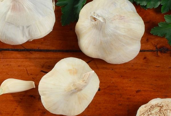 garlic from 이탈리아 supplied by Orti dei Berici - Paste 신선 마늘