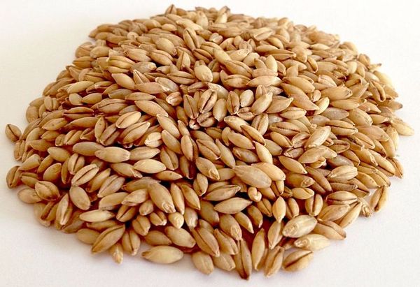 Barley from 러시아 supplied by GSKSM - For Feed 보리