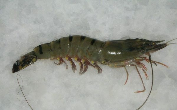 Seawater Black Tiger from Bangladesh supplied by STAR SEA FOOD IND. LTD. - Shell On (=Unpeeled) Fresh Common Shrimp & Prawn