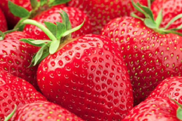 Frozen Strawberry from Chile supplied by AGR.PINOCHET FUENZALIDA LTDA. - Frozen - IQF (=Individual Quick Freezing) Fresh Strawberry