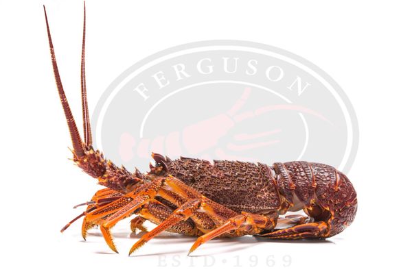 Frozen Whole Raw Southern Rock Lobster (Jasus edwardsii) from Australia supplied by Ferguson Australia Pty Ltd - Wild Caught Frozen Rock Lobster