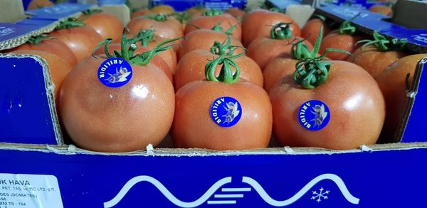 Tomato from 튀르키예 supplied by Neva Fresh - High Quality 신선 토마토