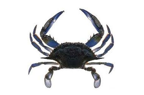 Crab from 그리스 supplied by MEDITERRANEAN FISH CO., LTD. A. KARABOURNIOTIS & CO. OE - Fresh (=Chilled=Raw) 신선 게